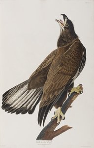 Ilustracja z „Birds of America” autorstwa John James Audubon