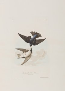Ilustracja z „Birds of America” autorstwa John James Audubon