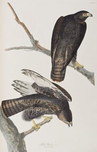 Ilustracja z „Birds of America” autorstwa John James Audubon