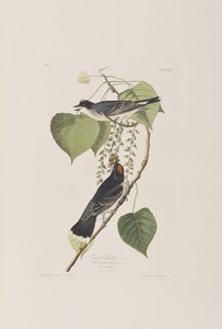Ilustracja z „Birds of America” autorstwa John James Audubon