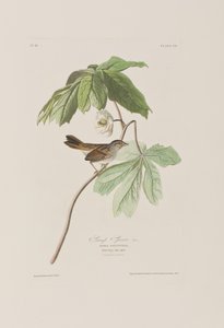 Ilustracja z „Birds of America” autorstwa John James Audubon