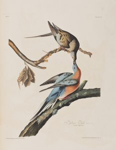 Ilustracja z "Ptaków Ameryki autorstwa John James Audubon