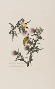 Ilustracja z "Ptaków Ameryki autorstwa John James Audubon