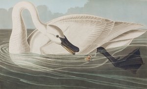 Ilustracja z „Birds of America” autorstwa John James Audubon