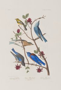 Ilustracja z „Birds of America” autorstwa John James Audubon