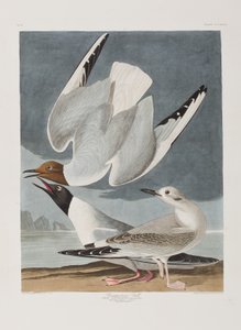 Ilustracja z „Birds of America” autorstwa John James Audubon