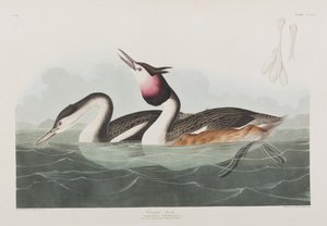 Ilustracja z „Birds of America” autorstwa John James Audubon