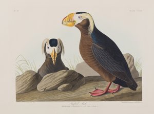 Ilustracja z „Birds of America” autorstwa John James Audubon