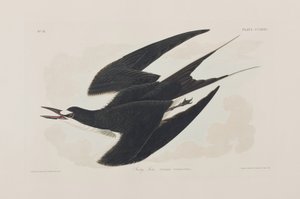 Ilustracja z „Birds of America” autorstwa John James Audubon