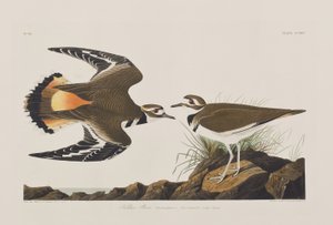 Ilustracja z „Birds of America” autorstwa John James Audubon