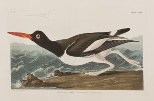 Ilustracja z „Birds of America” autorstwa John James Audubon
