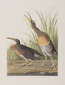 Ilustracja z „Birds of America” autorstwa John James Audubon