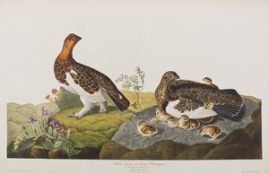 Ilustracja z „Birds of America” autorstwa John James Audubon