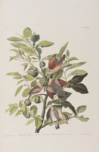 Ilustracja z „Birds of America” autorstwa John James Audubon