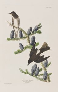 Ilustracja z „Birds of America” autorstwa John James Audubon
