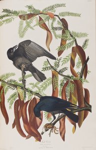 Ilustracja z „Birds of America” autorstwa John James Audubon
