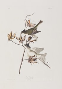 Ilustracja z „Birds of America” autorstwa John James Audubon