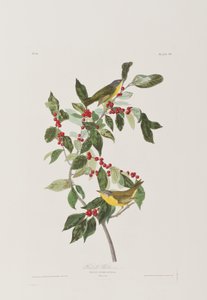 Ilustracja z „Birds of America” autorstwa John James Audubon