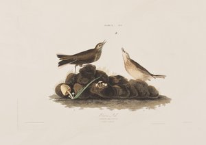 Ilustracja z „Birds of America” autorstwa John James Audubon