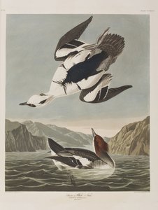 Ilustracja z „Birds of America” autorstwa John James Audubon