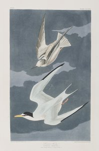 Ilustracja z „Birds of America” autorstwa John James Audubon