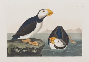 Ilustracja z „Birds of America” autorstwa John James Audubon