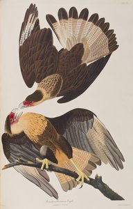 Ilustracja z „Birds of America” autorstwa John James Audubon