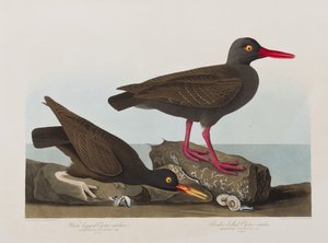 Ilustracja z „Birds of America” autorstwa John James Audubon