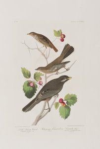 Ilustracja z „Birds of America” autorstwa John James Audubon