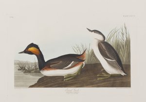 Ilustracja z „Birds of America” autorstwa John James Audubon