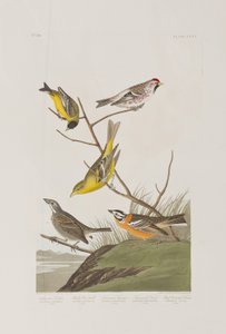 Ilustracja z „Birds of America” autorstwa John James Audubon