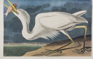 Ilustracja z „Birds of America” autorstwa John James Audubon