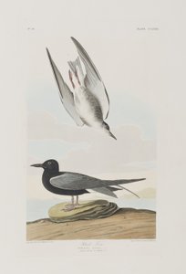 Ilustracja z „Birds of America” autorstwa John James Audubon