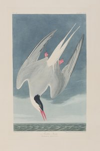 Ilustracja z „Birds of America” autorstwa John James Audubon