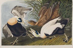 Ilustracja z „Birds of America” autorstwa John James Audubon