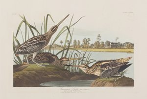 Ilustracja z „Birds of America” autorstwa John James Audubon
