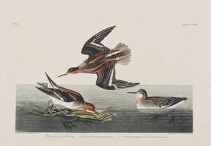 Ilustracja z „Birds of America” autorstwa John James Audubon