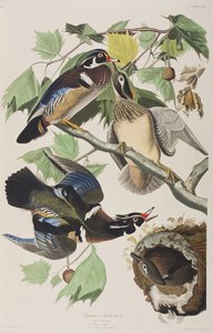 Ilustracja z „Birds of America” autorstwa John James Audubon