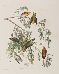 Ilustracja z „Birds of America”