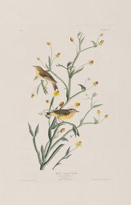 Ilustracja z „Birds of America” autorstwa John James Audubon