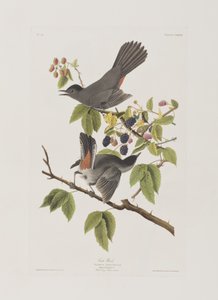 Ilustracja z „Birds of America” autorstwa John James Audubon