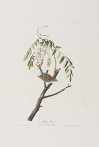 Ilustracja z „Birds of America” autorstwa John James Audubon