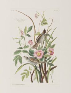 Ilustracja z „Birds of America” autorstwa John James Audubon