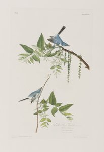 Ilustracja z „Birds of America” autorstwa John James Audubon