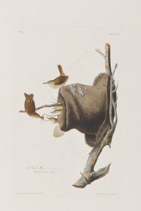 Ilustracja z „Birds of America” autorstwa John James Audubon