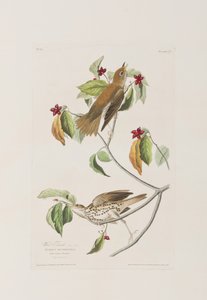 Ilustracja z „Birds of America” autorstwa John James Audubon