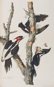 Ilustracja z „Birds of America” autorstwa John James Audubon