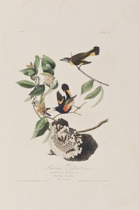 Ilustracja z „Birds of America” autorstwa John James Audubon