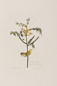 Ilustracja z „Birds of America” autorstwa John James Audubon
