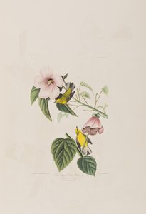 Ilustracja z „Birds of America” autorstwa John James Audubon